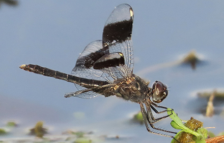 נחתנית דרכים. צילום: עינבר שלומית רובין, ארכיון הצילומים של קקל