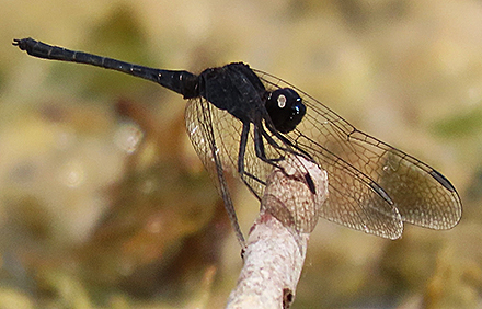 מצנחית שחורה. צילום: עינבר שלומית רובין, ארכיון הצילומים של קקל