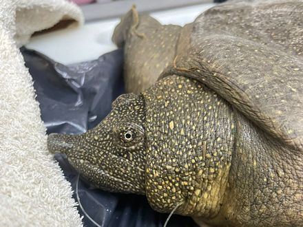 נדיר ופגיע. הצב הרך. צילום: צוות מרכז האקלום לחיות בר