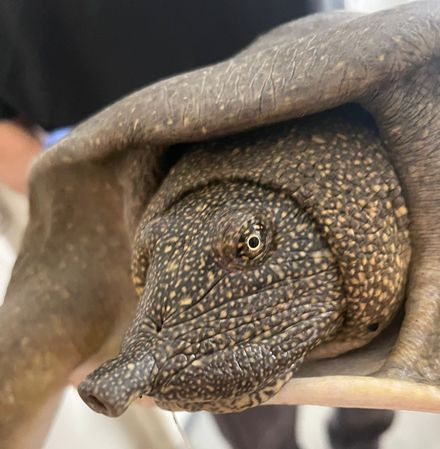 הצב הרך. צילום: צוות מרכז האקלום לחיות בר