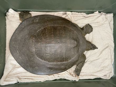 הצב שלום. צילום: צוות מרכז האקלום לחיות בר