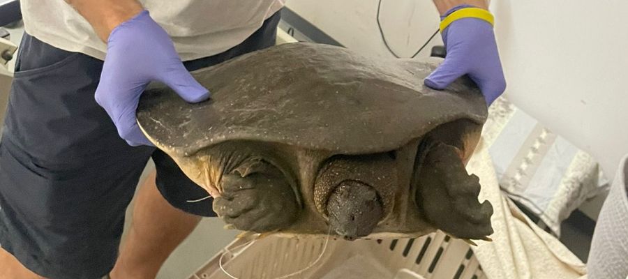 הצב הרך מקבל טיפול ראשוני. צילום: צוות מרכז האקלום לחיות בר