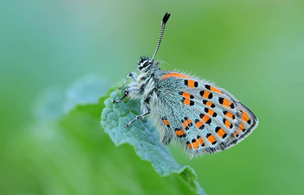 יפה ונדיר. צמריר הקדד. צילום: שלם קורמן