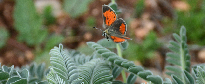 הצמריר והקדד. צילום: דובי בנימיני