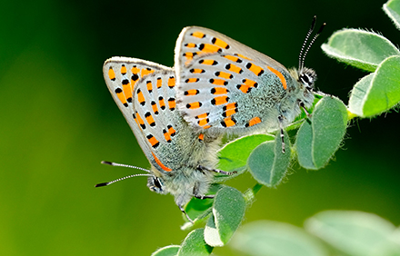 זוג צמרירים בהזדווגות על צמח הקדד. צילום: משה לאודון
