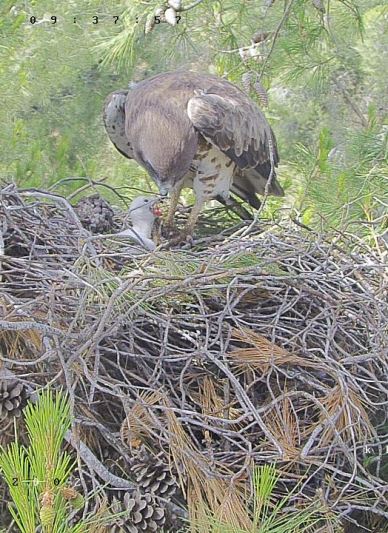 ציפור חיוויאית בקן מאכילה את הגוזל