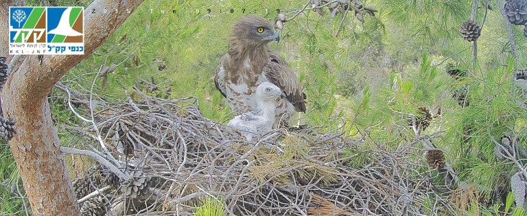 ציפור חיוויאית והגוזל שלה בקן