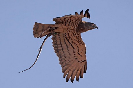 חיוויאי בשמיים