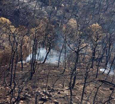 יער אחרי שריפה