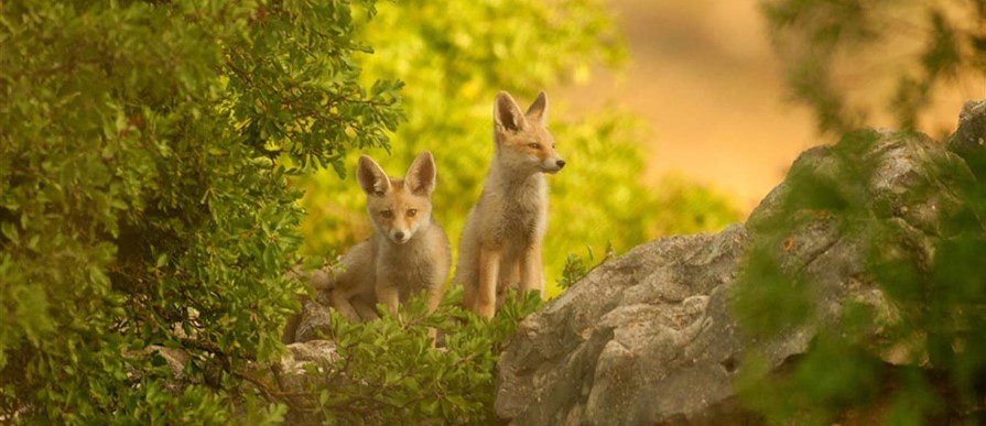 שני שועלים ביער