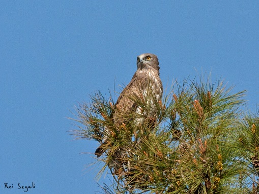ציפור חיוויאי על עץ