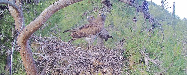 זוג ציפורים וביצה בקן