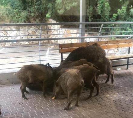 משפחת חזירי בר בחיפה. צילום: שרון בנוש