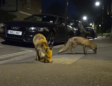 שועלים ברחובות לונדון