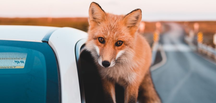 צילום: אריק מקלין, Pexels