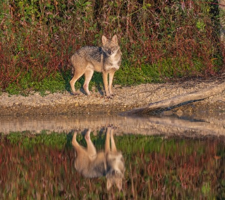 תן בפארק הירקון. צילום: בוני שיינמן, ארכיון הצילומים של קקל