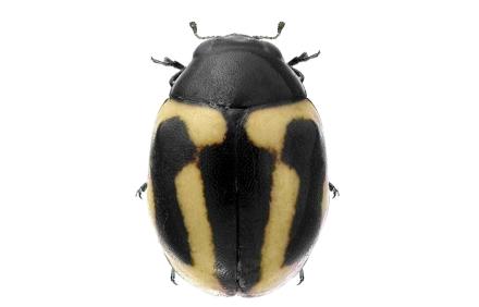 מושית החיפושית המקסיקנית שתגן על הצבר. צילום: פרופ' צבי מנדל ודר אלכס פרוטסוב