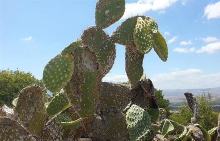 גבעולי צבר מכוסים בכנימה אצברית. צילום: פרופ' צבי מנדל ודר אלכס פרוטסוב