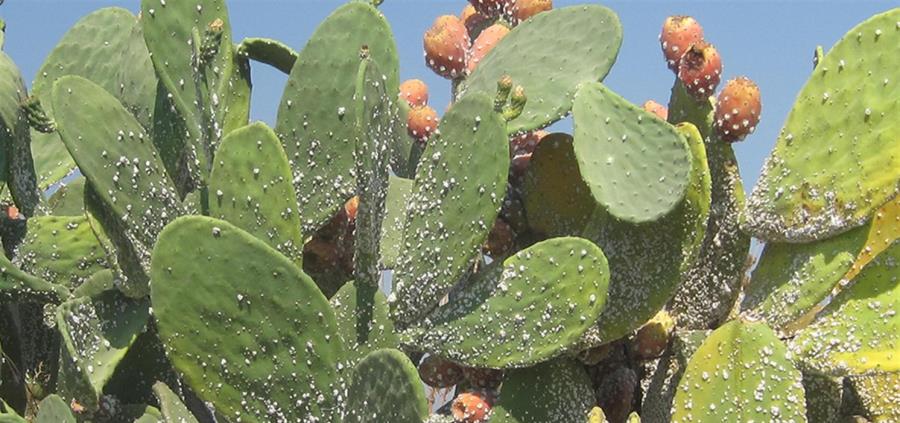 הכנימה האצברית תוקפת את שיח הצבר. צילום: פרופ' צבי מנדל ודר אלכס פרוטסוב
