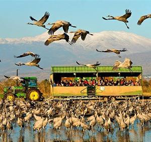 מיליוני עגורים באגמון החולה. צילום: ארכיון הצילומים של קקל