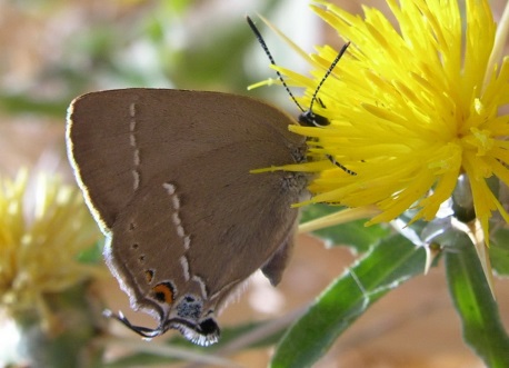 פרפר מתעורר לחיים באביב ביער לביא. צילום: קקל