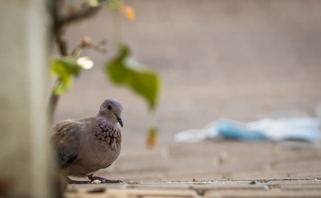 צילום: ירין פדאל