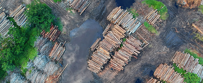 כריתת יערות. צילום: Pexels-Pok Rie