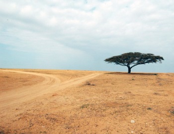 מדבור - תופעה שעלולה לפגוע בשטחים פוריים. צילום: נירה צדוק, ארכיון הצילומים של קקל