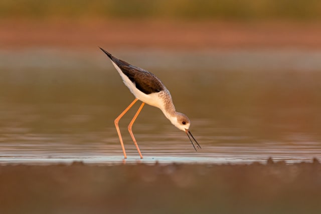 התצלום הזוכה: תמירון בטבעון, עידו שניידרמן
