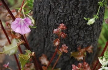 הכרמל מתאושש. צילום: יוליה אולישנסקי