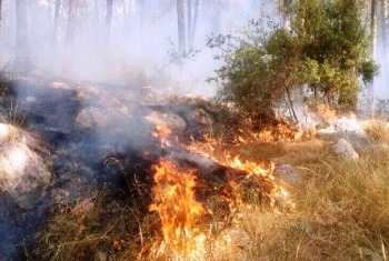 שריפות פוגעות בסביבה ובאדם. צילום: ארכיון הצילומים של קקל