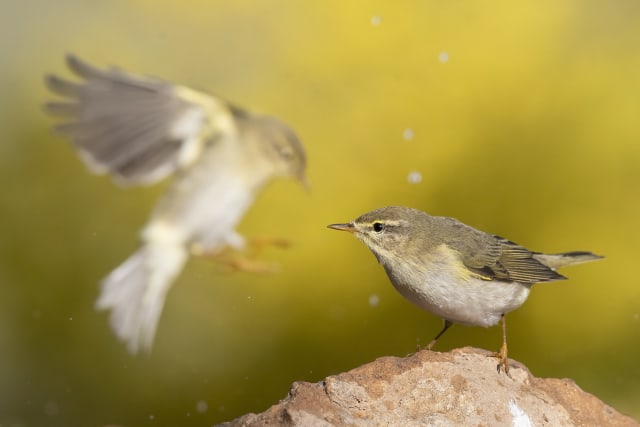 צילום: משה כהן