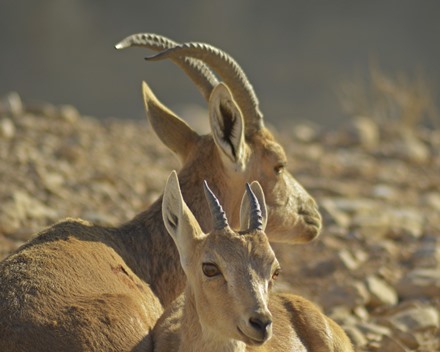 יעלים בשמורת הטבע עין גדי. התפתחות במינימום נזק. צילום: pixabay