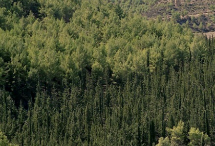 יער ביריה. נטיעת עצים על ידי קקל. צילום: אבי הירשפלד, ארכיון הצילומים של קקל
