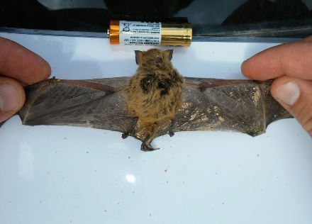 עטלף שנפגע מטורבינה. צילום: רשות הטבע והגנים