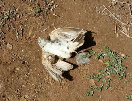 עפרוני מצויץ שנפגע ברמת סירין. צילום: רשות הטבע והגנים