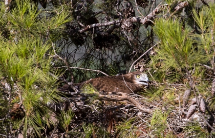 גוזל בוגר של חיוויאי בקן שהתגלה בסקר בגלבוע. צילום: ירון צ'רקה