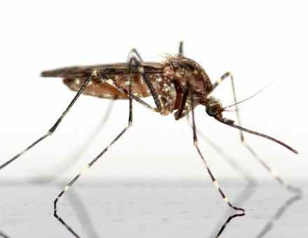 חדק המציצה הייחודי של היתושה היווה השראה למחט שדקירתה לא מכאיבה. צילום: pixabay