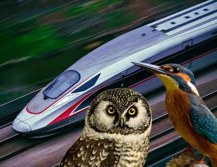 רכבת הקליע, השלדג והינשוף. צילום: unsplash