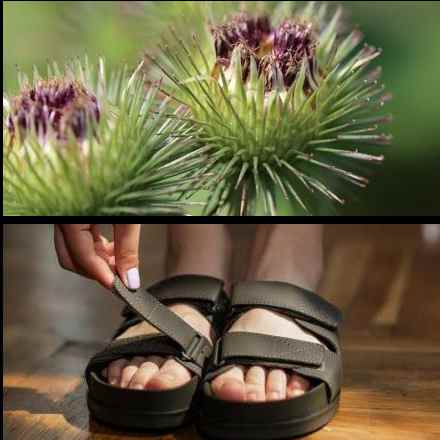 צמח הברדוק (למעלה), והצמדן. צילום: pexels ו-pixabay