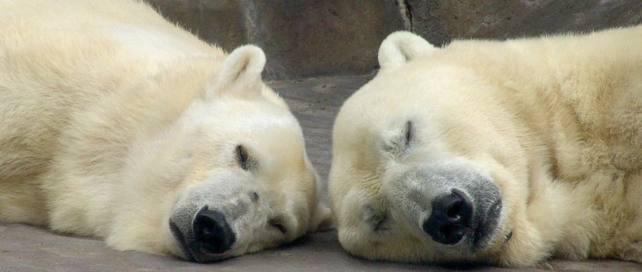 האם הם ייעלמו? דובי קוטב. צילום: freeimages