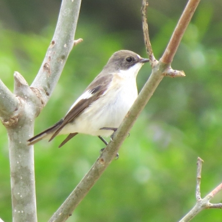 מחמיצה את שיא בית הגידול שלה. חטפית שחורת עורף. מתוך מאגר המידע של הציפורים באי
