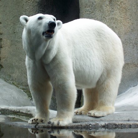 דוב קוטב. צילום: freeimages