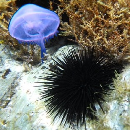 הסתגלן שורד. קיפוד ים ומדוזה. צילום: freeimages
