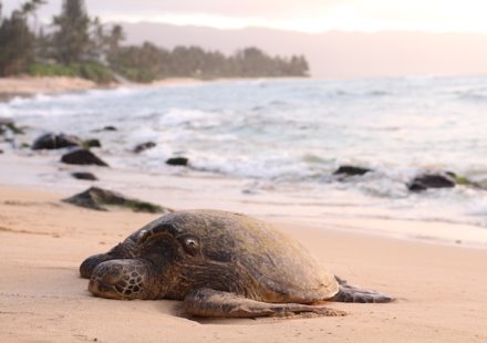 צב ים. צילום: ג'רמי בישופ, Unsplash
