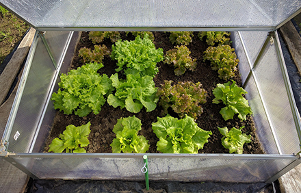 חממה ביתית לגידול חסה. צילום: Pixabay, Joaquin