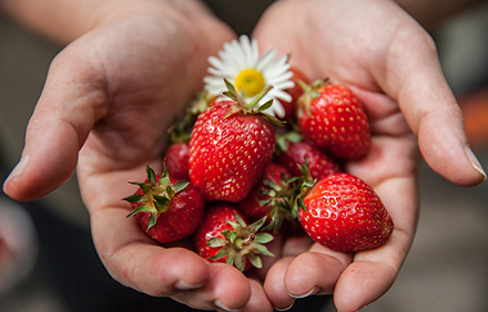 העתיד המתוק שלנו הוא גם באחריותנו. צילום: Pixabay