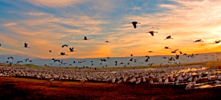 עגורים בשמי החולה. צילום: תומס קרומנקר