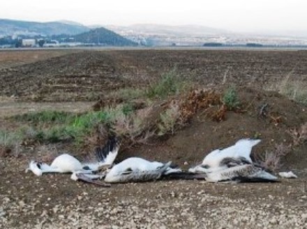 שקנאים מתים כתוצאה מהתנגשות בקו מתח באגמון החולה. צילום: רשות הטבע והגנים
