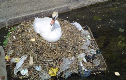 מסתגל? ברבור מקנן על מצע של שקיות פלסטיק. צילום: ויקיפדיה
